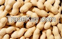 Peanuts in shell