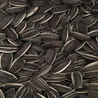 sunflower seeds type 5009 high quality from Inner Mongolia