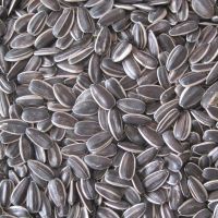 sunflower seeds type 5135 high quality from Inner Mongolia