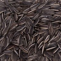 sunflower seeds type 0409 high quality from Inner Mongolia