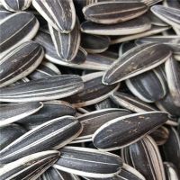 sunflower seeds type 601 high quality from Inner Mongolia