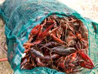 Frozen crawfish / Live  Crawfish