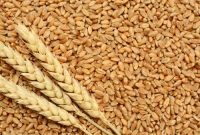Premium Quality Wheat Grain/Seed