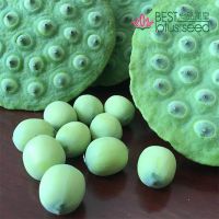 Fresh Fruit Lotus Seed Nut Kernel Lotus Seed Pod Head Extract Manufacture Wholesaler Exporter Supplier