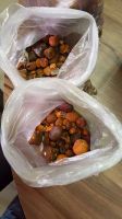 OX AND COW GALLSTONES FOR SALE