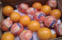 Navel Oranges Egypt