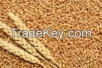 good quality grade wheat grains low price