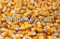 best  quality grade yellow corn grains