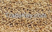good quality grade barley grains