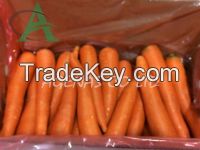 Fresh Carrot from Viet Nam