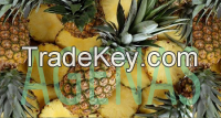 Fresh Pineapple from Viet Nam