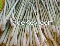 Frozen lemongrass from Viet Nam