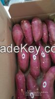 Sweet Potato from Viet Nam