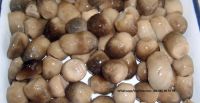 Straw Mushroom in Brine from Viet Nam