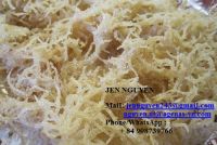 Dried eucheuma cottonii seaweed with competitive price