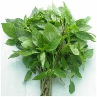 High Quality Basil from Vietnam