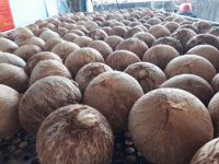 Vietnam matured coconut with competitive price from Vietnam