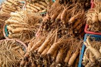 Ginseng from Vietnam