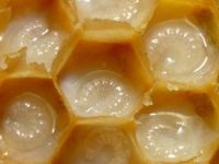 ROYAL JELLY  FROM VIETNAM