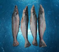 FROZEN PANGASIUS GGS FROM VIETNAM