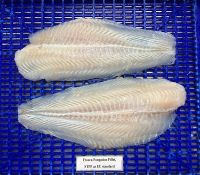 FROZEN PANGASIUS FILLET FROM VIETNAM