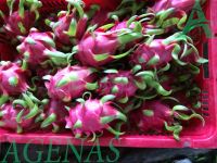 Fresh Dragon Fruit From Viet Nam With High Quality
