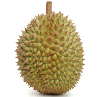 HIGH QUALITY FRESH DURIAN FROM VIET NAM