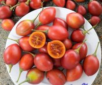 Fresh Tamarillo from Vietnam