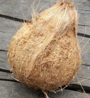 Semi-Husked Matured Coconut