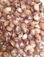 Betel Nuts/Areca Nuts Split +95%