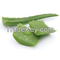 Aloe Vera Liquid and Powder