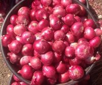 Top  Grade AA+ Quality Naturally Grown Red Onion From Cameroon