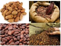 COCOA BEANS & POWDER