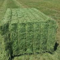 Top Quality Animal Feed Alfafa Hay/ Stuff Alfalfa / Alfalfa Hay