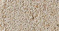 99% Natural White Sesame Seed at Wholesale Price