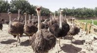 Healthy Vaccinated Ostrich Chicks/ 2-6 Months Ostrich Chicks Available