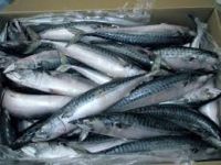 New Arrival Frozen Mackerel, Horse mackerel fish For Export