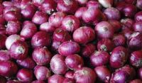 white onion/yellow onion/fresh red onion