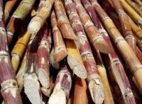 Fresh sugar cane for juice