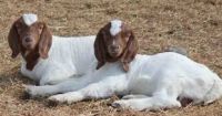 Healthy Boer Goats for sale