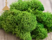 Wholesale Pure Preserved Moss for Indoor Wall Decoration