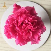 Preserved Real Fresh Carnation Flowers for Interior Decoration