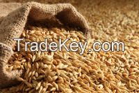 Barley