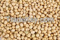 Fresh non gmo soybean