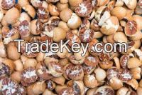 fresh betel nut for sale