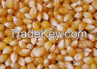 Yellow Corn Canned Sweet Corn Kernel