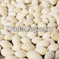 Best Price dried Quality Ginkgo Nuts For Sale