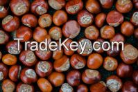 100% natural green crop raw chestnut with shell