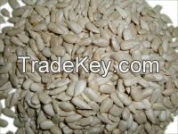 Newest Crop Grade A  sunflower seeds kernels in Bulk