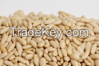 Best Quality Pine Nuts In Shell